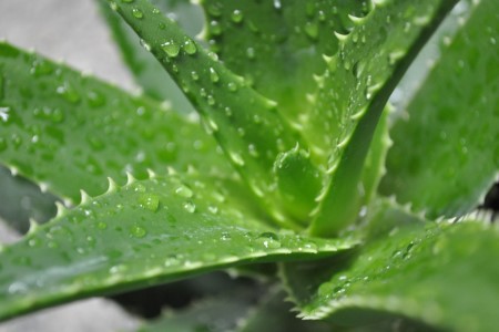 芦荟怎么种植家庭养法(芦荟怎么种植家庭养法图片)