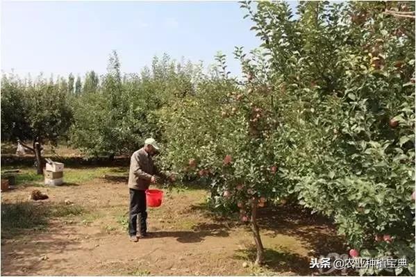 详谈果园种草(庚寅日柱女命详谈另一半)