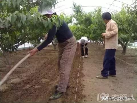 详谈果园种草(庚寅日柱女命详谈另一半)