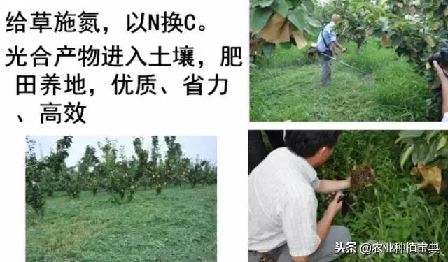 详谈果园种草(庚寅日柱女命详谈另一半)