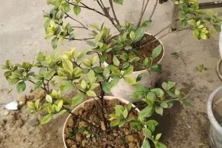 植物叶子变黄是啥原因(植物叶子慢慢变黄是怎么了)