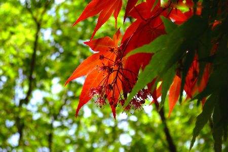 枫叶的形状、花语和传说