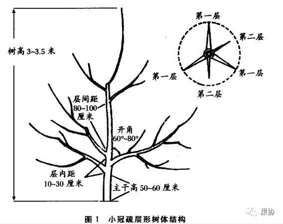 苹果修剪口诀歌(苹果修剪技术视频)