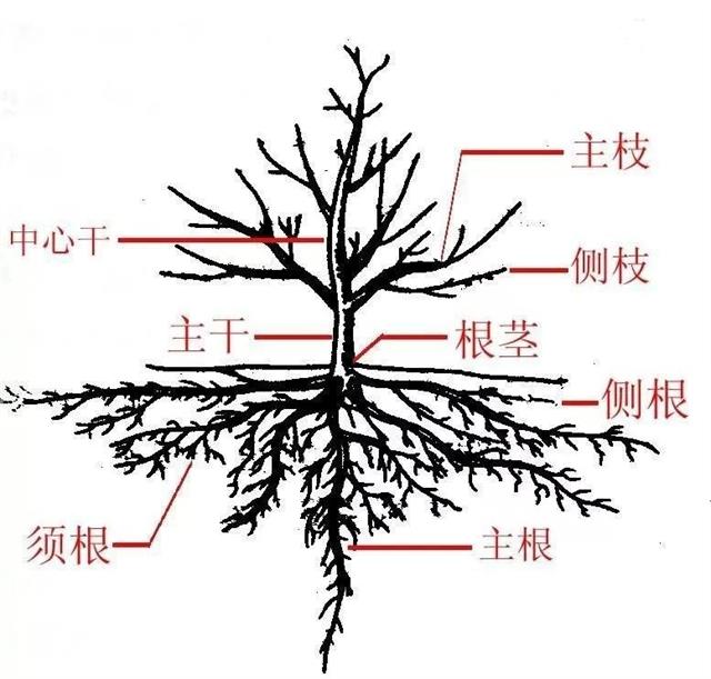 苹果修剪口诀歌(苹果修剪技术视频)