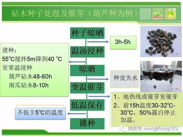 超详细西瓜标准化栽培技术(现在最新西瓜种植技术)