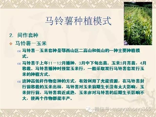 马铃薯高产高效栽培技术(马铃薯高产种植技术)