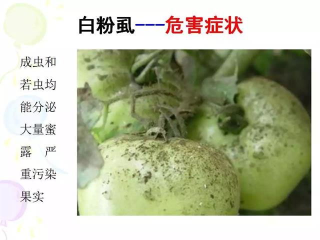 番茄病虫害图解及防治方法(番茄病虫害图片与防治方法)