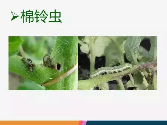 西红柿“十四大”病害症状和解决方案