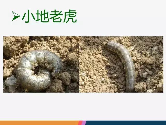 西红柿“十四大”病害症状和解决方案