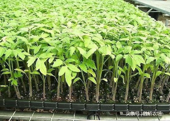 大西红柿种植指导书(大西红柿种子什么品种好)