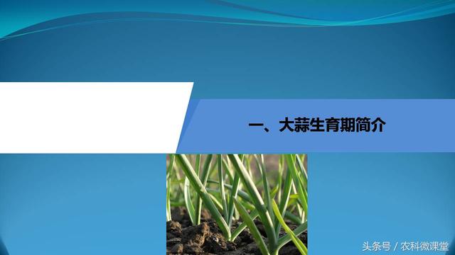 大蒜种植管理技术——专题讲座(大蒜怎么种植)