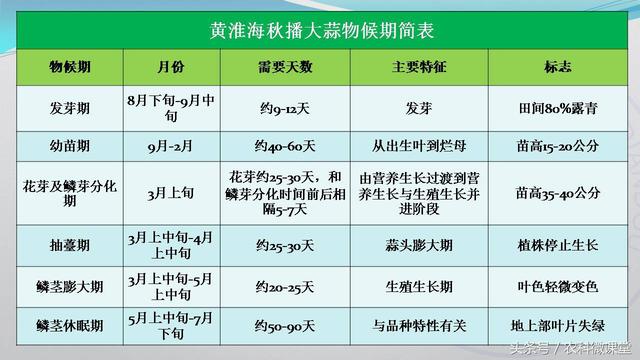 大蒜种植管理技术——专题讲座(大蒜怎么种植)