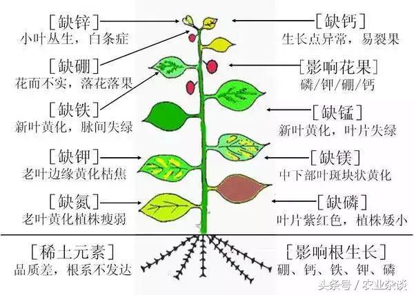 作物缺啥肥高清图片