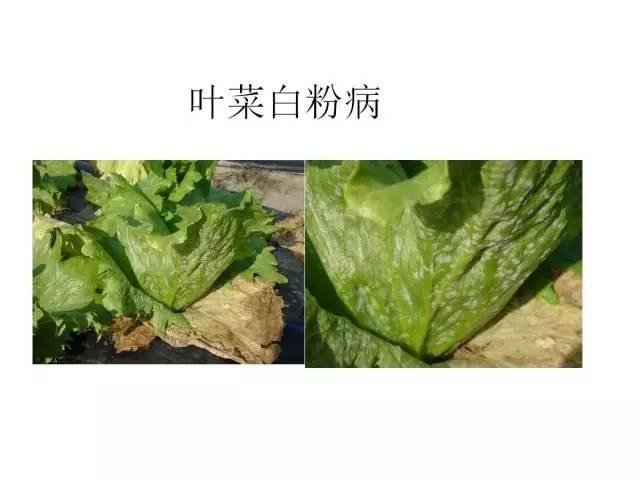 蔬菜病虫害高清图谱(蔬菜病虫害图片)