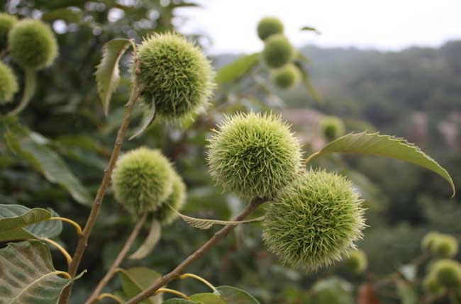 板栗的种植技术(板栗种植技术与管理视频)