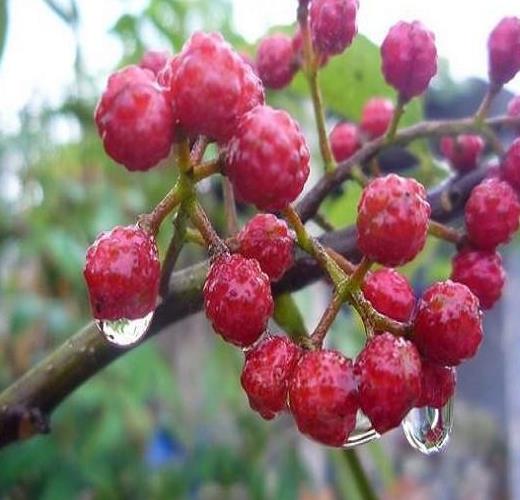 宜川大红袍花椒