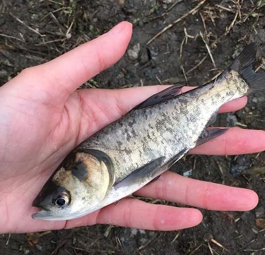 连环湖麻鲢鱼