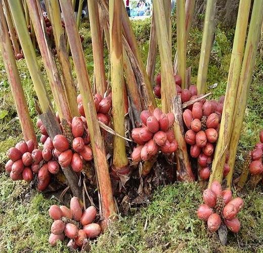 贡山草果