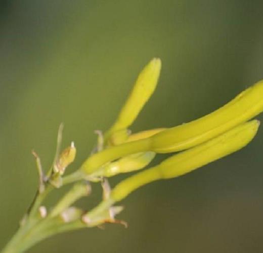 “金芭蕾”黄花菜