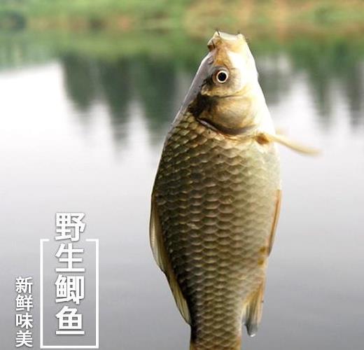 达里湖鲫鱼