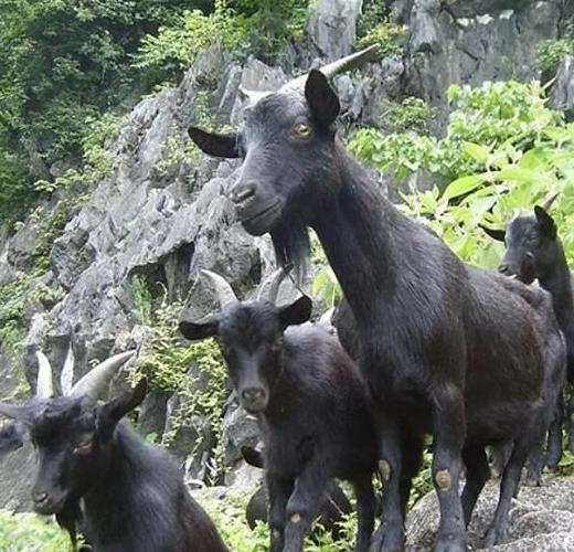 永登七山羊