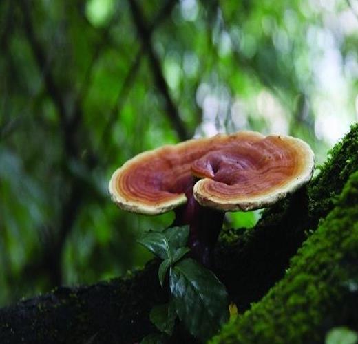 香格里拉灵芝