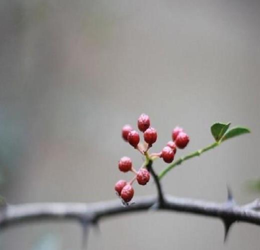 康县花椒