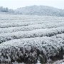 茶树冻害的补救措施(茶树受冻)