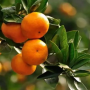 有哪些防治方法 柑橘上的蚜虫怎么防治