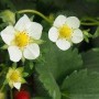 草莓花芽分化打什么药(怎样促进草莓花芽分化)