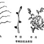 枣树枝芽生长特点(枣树枝芽喂羊有什么好处)