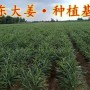 怎么种植大姜产量能提高(怎样种植姜才会高产)