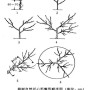 核桃树生理特性及树形解析(下)(核桃树的树形)