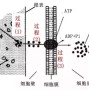 根系是如何吸收矿质养分的(根系吸收营养的三种方式)