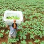 黄秋葵如何种植(黄秋葵正确种植方法)