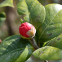 茶花有蕾不开花解决办法(茶花的开花时间及花期)