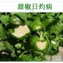 辣椒病虫害高清图谱 解决方案(小米辣椒的种植及病虫害预防)