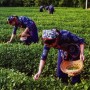 茶树采摘后怎么管理(茶树籽种植技术和管理)